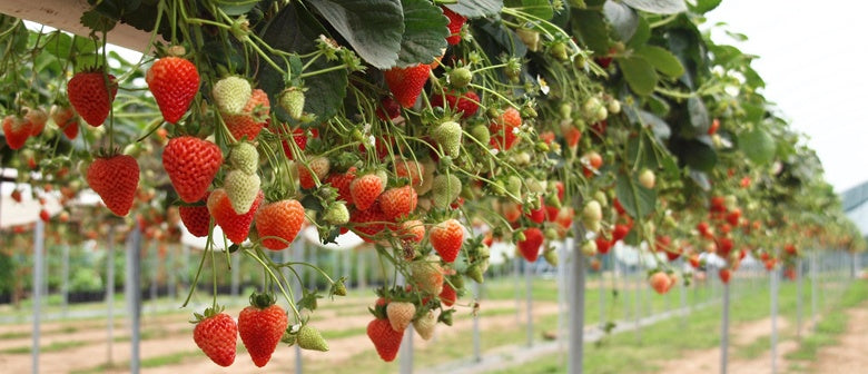 Growing strawberries shop