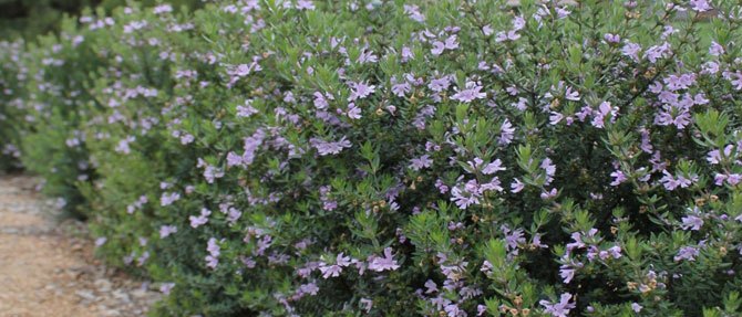 Westringia: The Perfect Hedge