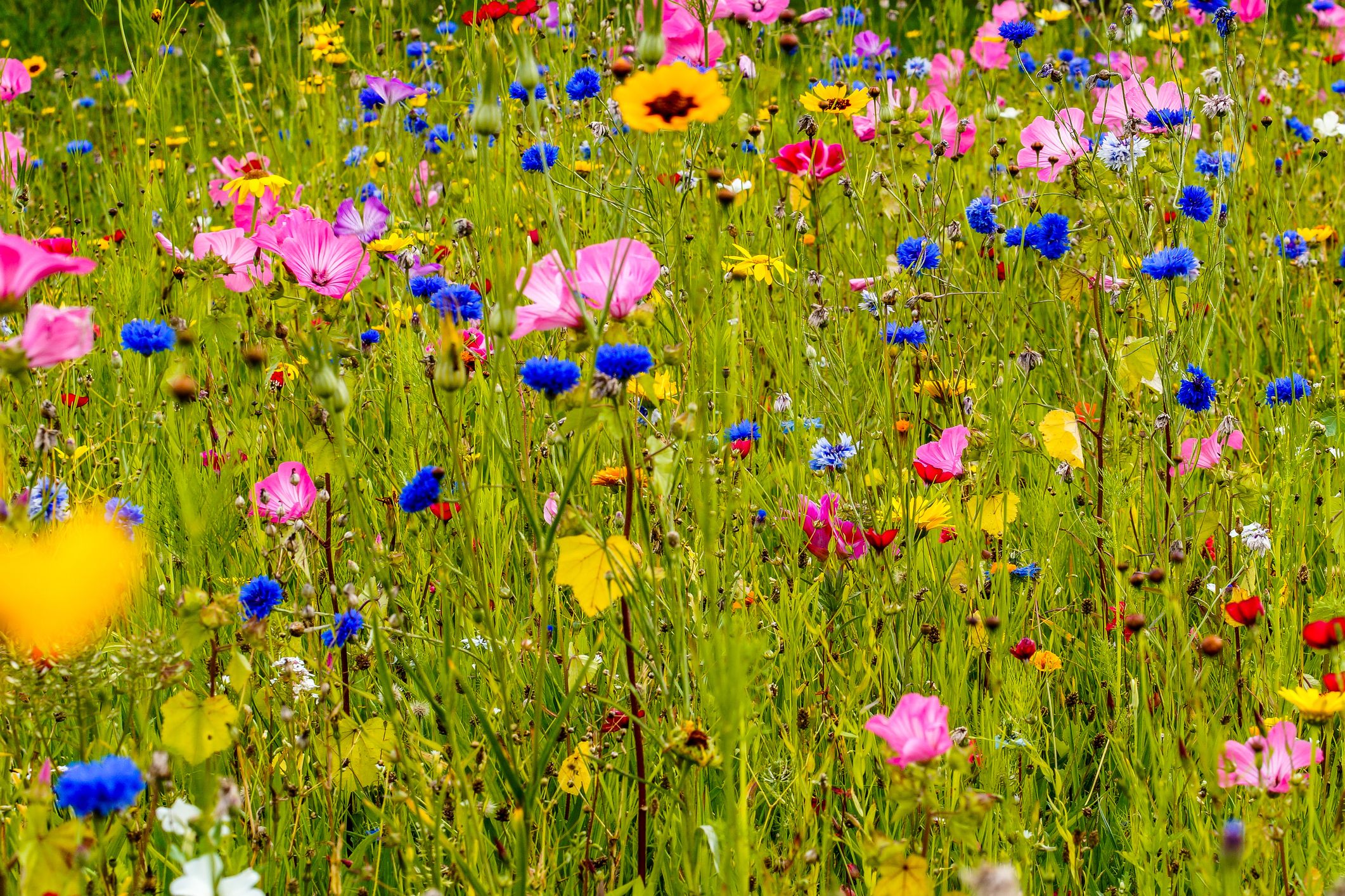 How to Grow Wildflowers