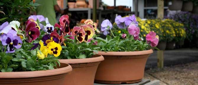 Our Favourite Winter Flowers