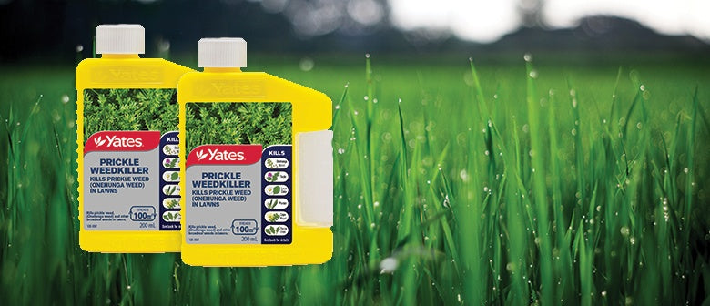 Prickles in your lawn last summer? Act now to avoid it happening again!