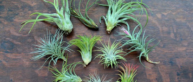 Garden Trend: Air Plants