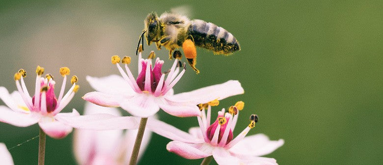 All Things Bees!