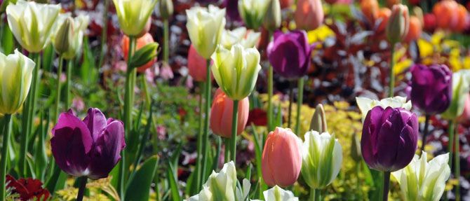 Caring for Your Spring Bulbs