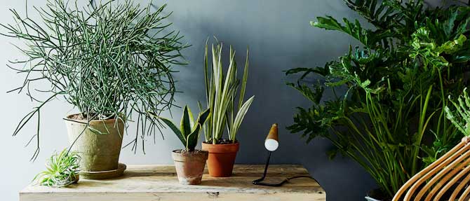 Common Houseplant Problems