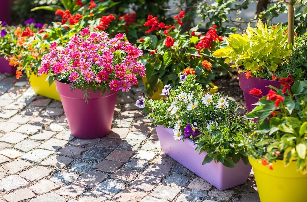 Limited Space? Try a Container Garden