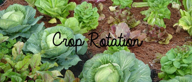 Crop Rotation