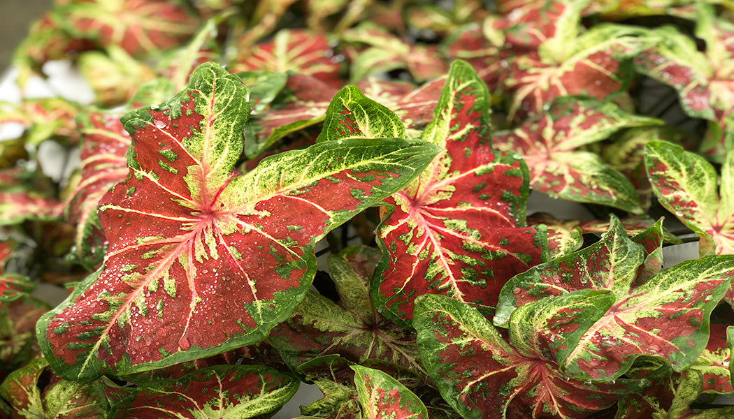How to Care for Caladiums