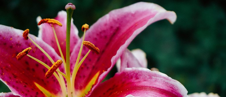 Lovely Lilies