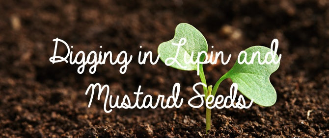 Digging in Lupin and Mustard Seeds for Green Crop Nitrogen Fixing