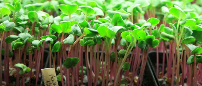 My Experience With Microgreens
