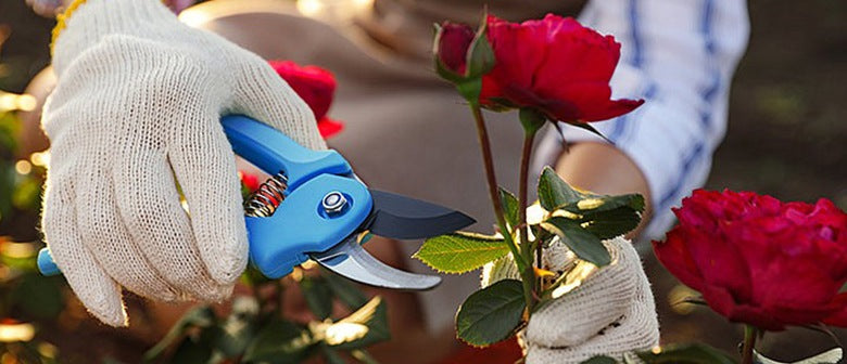 What to Prune and When to do it