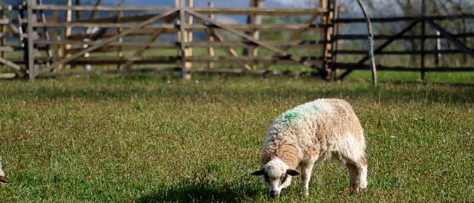Sheep Manure in the Garden