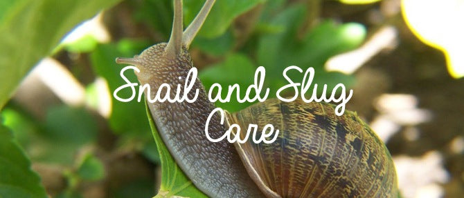 Slugs and Snails
