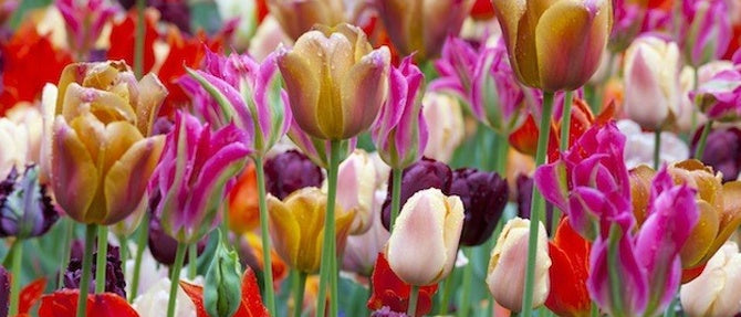 Stagger Plant Your Bulbs for Long Lasting Blooms