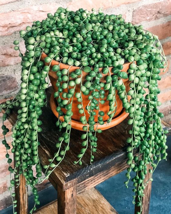 How to Care for String of Pearls