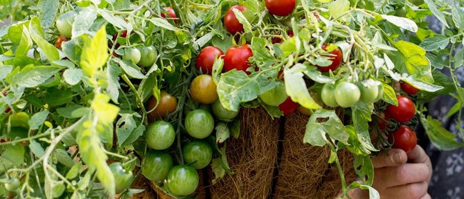 Grow Your Own Hanging Edible Garden