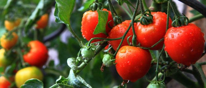 Talking Tomatoes with Phil from Hill Nurseries