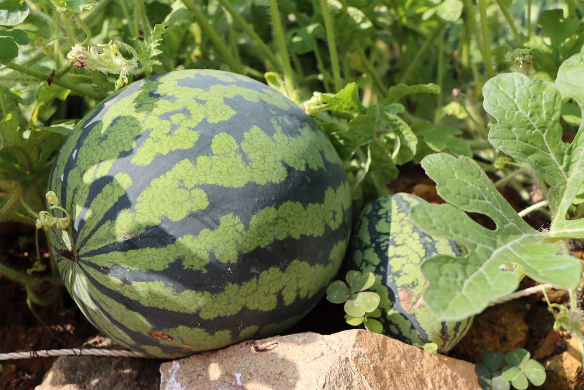 How to Grow Watermelons