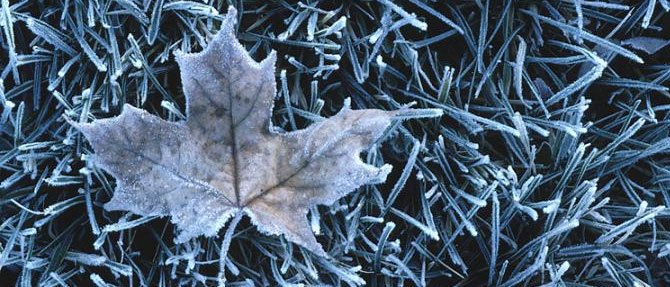 Keeping Your Garden Warm in Winter