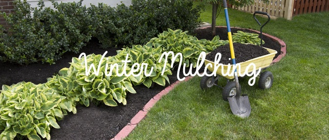 Winter Mulching