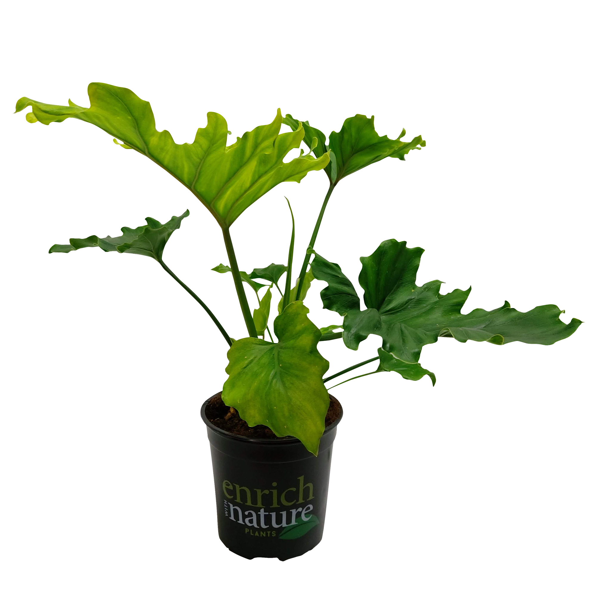 hope philodendron nz Philodendron Hope