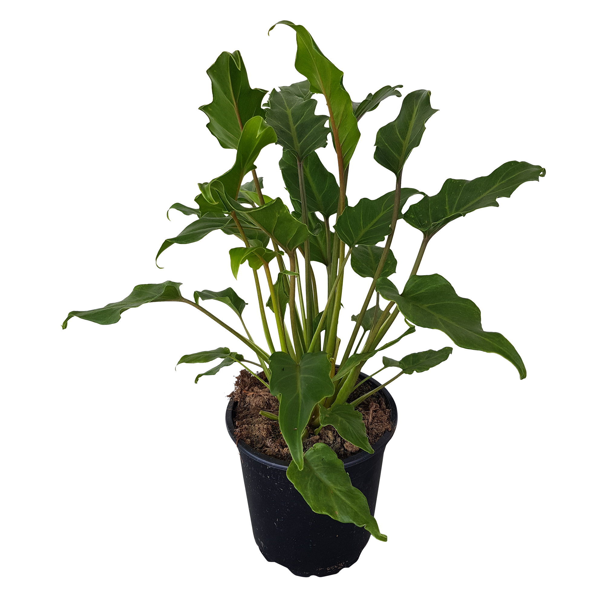 buy philodendron xanadu nz Philodendron Xanadu
