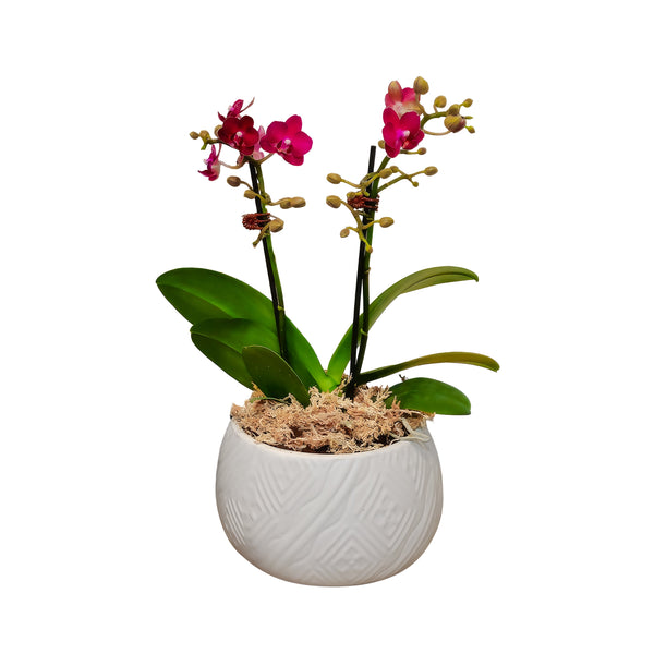 Phalaenopsis Mini In Ceramic - 9CM