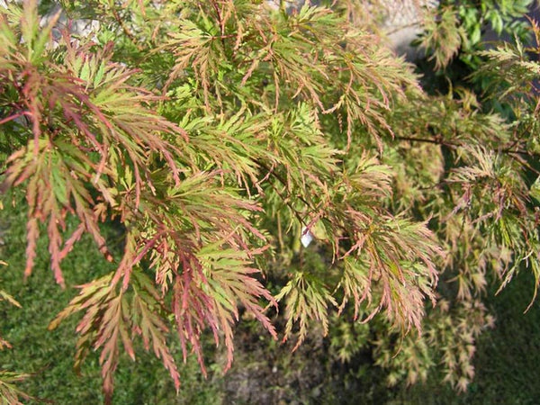 Acer Palmatum Seiryu