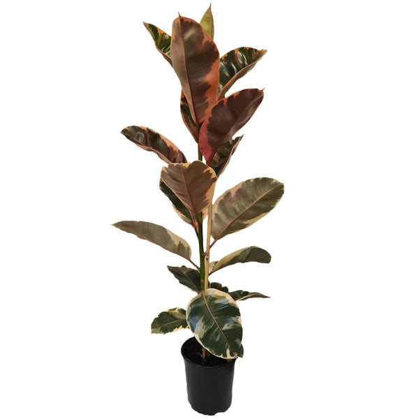 Ficus Ruby - 17CM