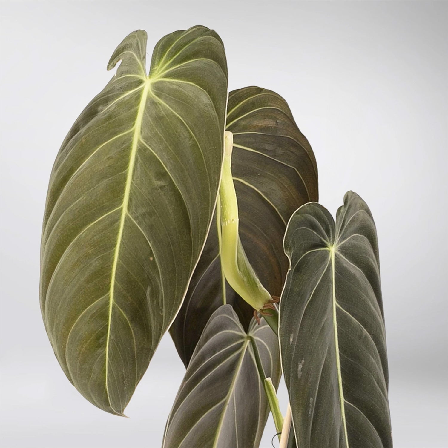 philodendron melanochrysum nz Philodendron Melanochrysum