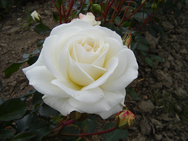 The Wedding Rose (Geaaward)  - 4.7L