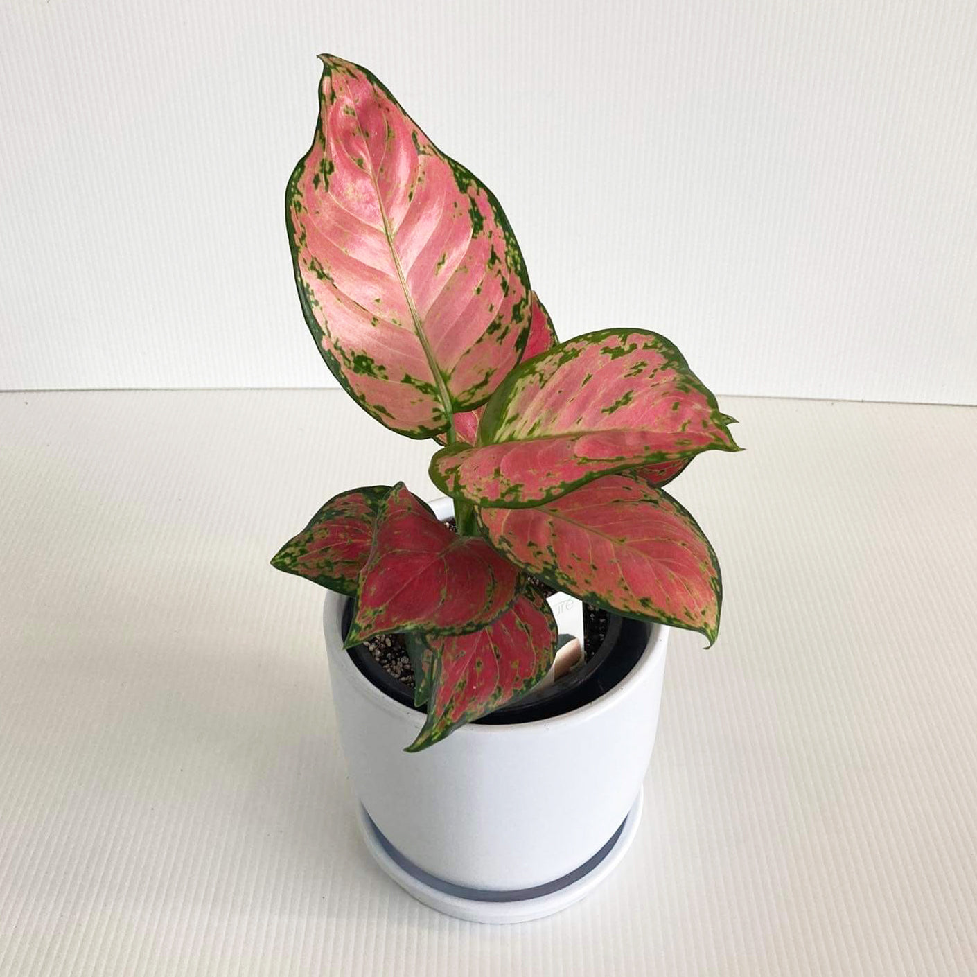 aglaonema red valentine vs lady valentine Aglaonema Red Lady Valentine 12CM