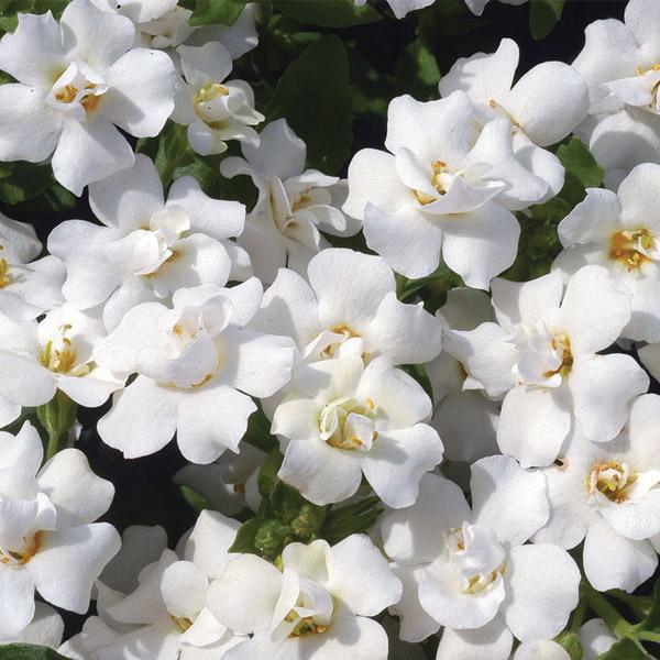 Bacopa white deals