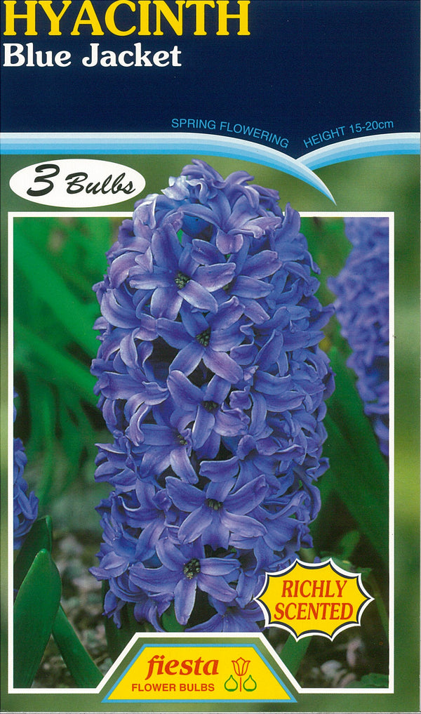 Hyacinth Blue Jacket 3PK