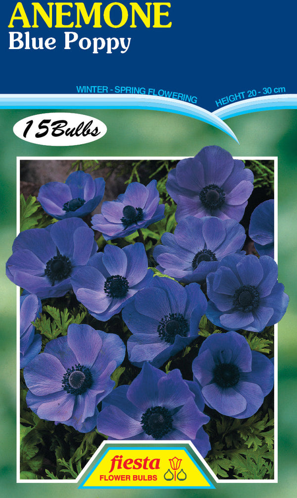 Anemone Blue Poppy 15PK