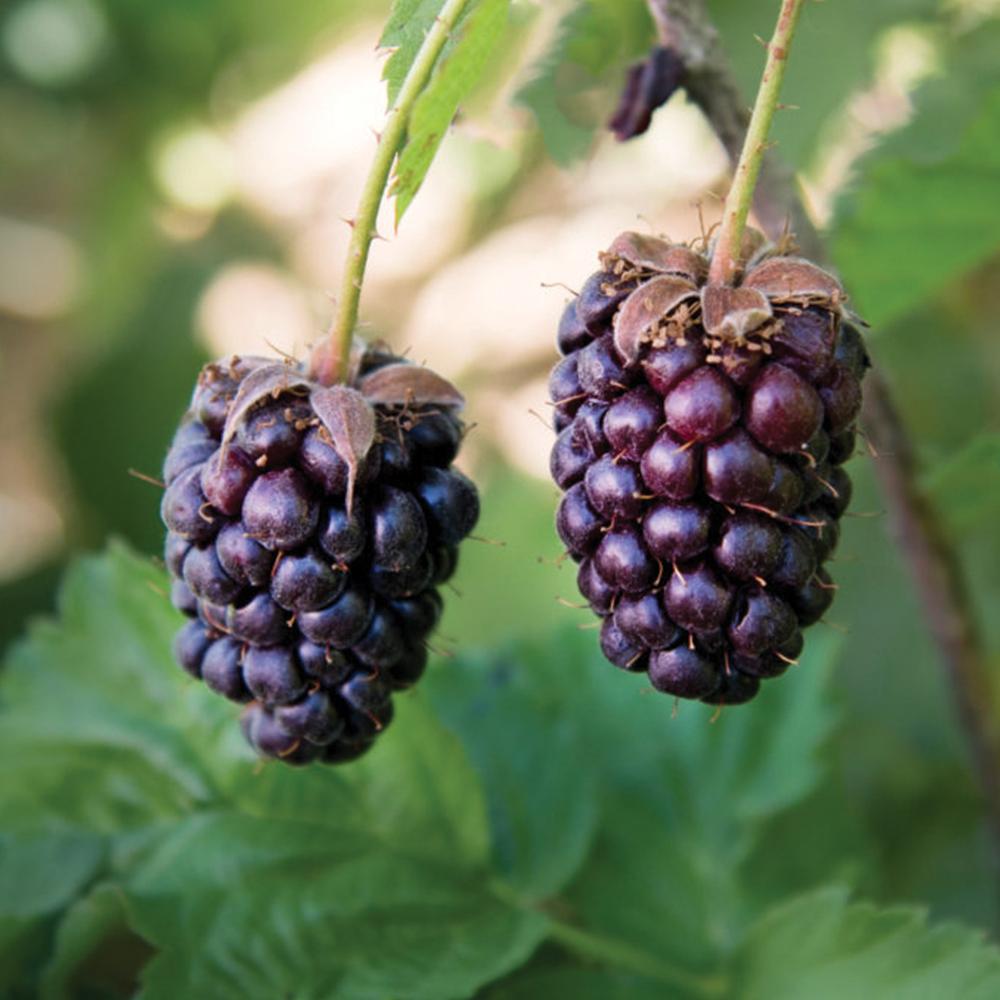 New clearance balance boysenberry