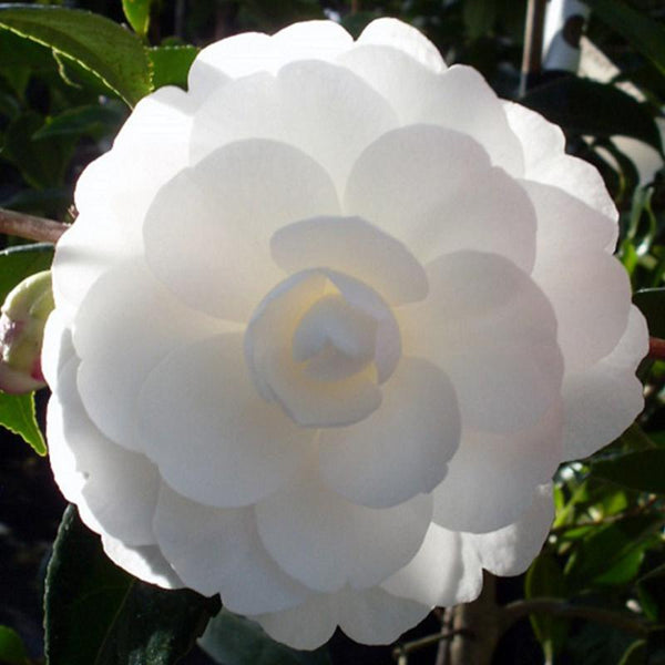 Camellia Early Pearly - 4.7L