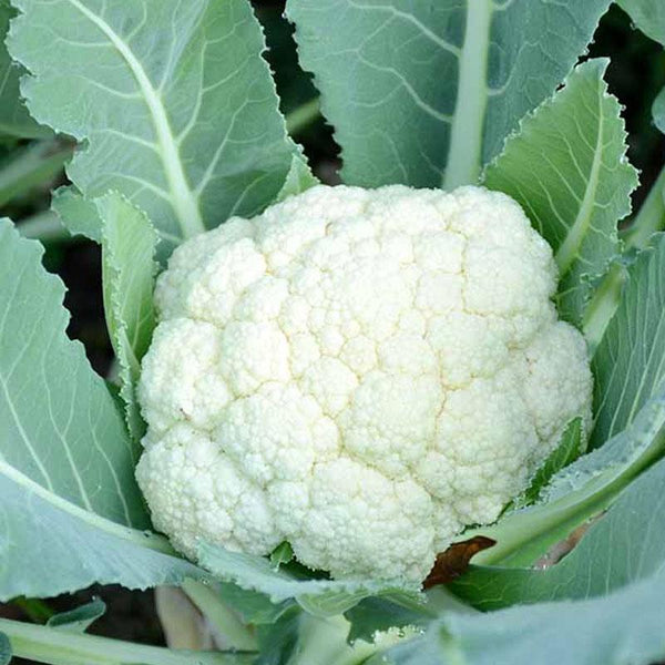 Cauliflower Side Sprouter Vegetable