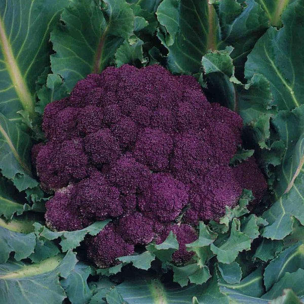 Cauliflower Violet Vegetable Punnet