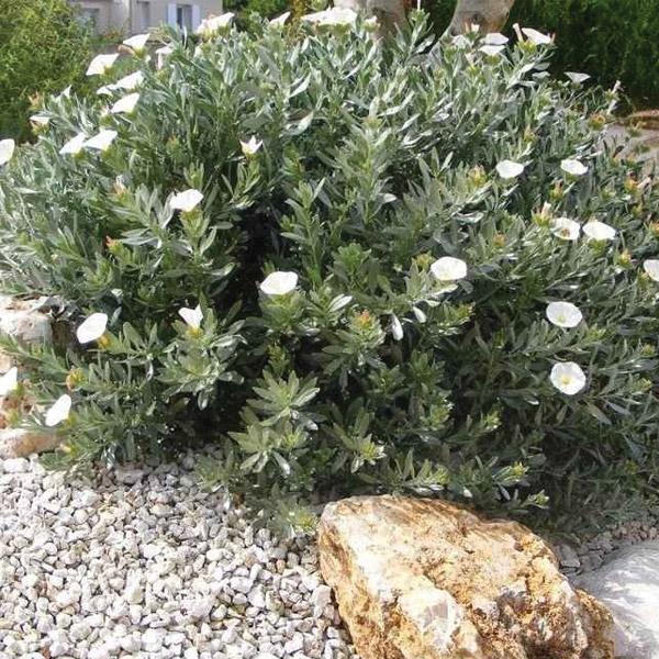 Convolvulus Cneorum