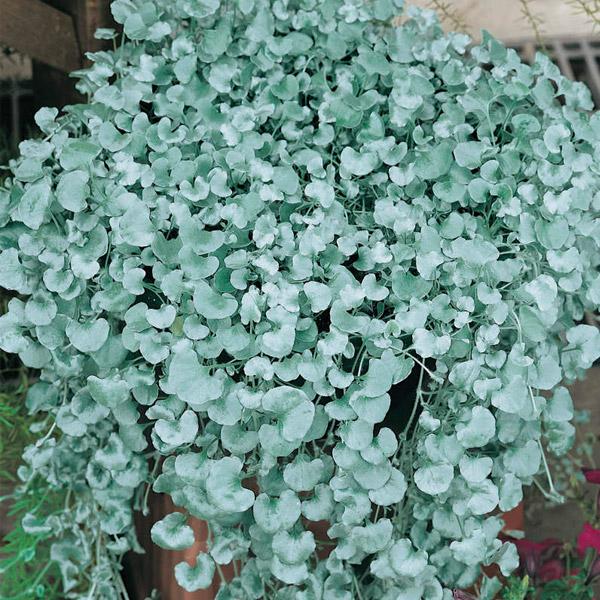 silver falls indoor plant care Dichondra Silver Falls