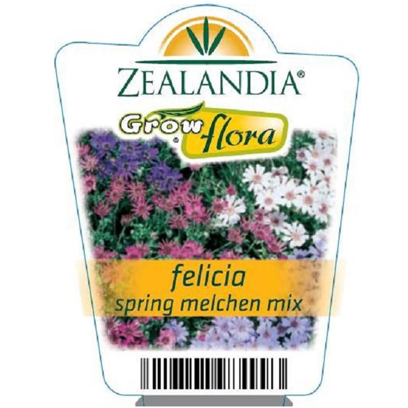 felicia flower seeds Felicia Spring Melchen Mix Flower Punnet