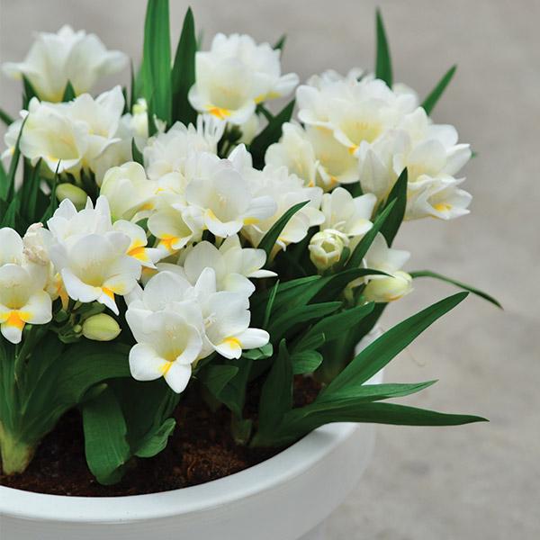 freesia plant in pot Freesia Nano Florance