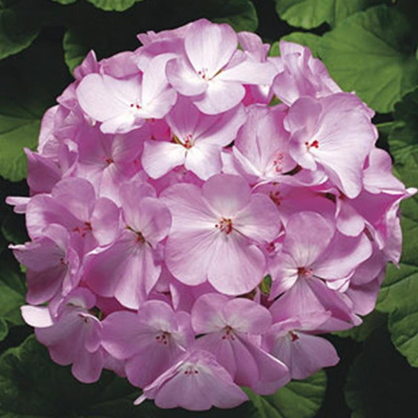 Geranium Ringo Lavender Flower Punnet