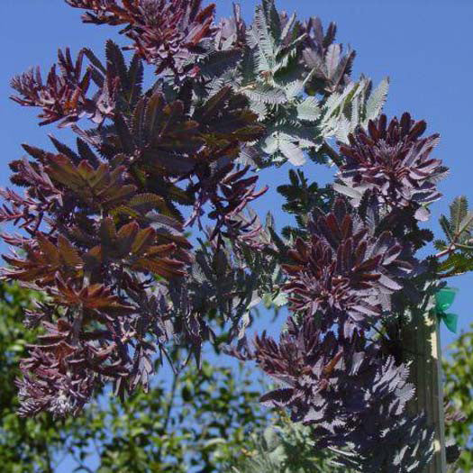 Acacia Baileyana Purpurea - PB8