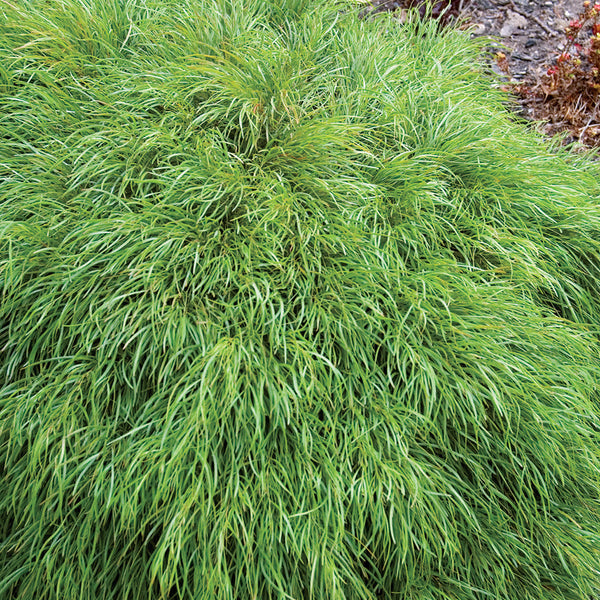 Acacia Cognata Curvaceous - 2.5L