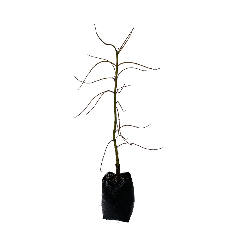 Acer Palmatum Dissectum Viridis