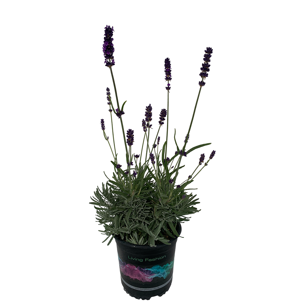 sweet romance lavender plant Lavender Sweet Romance