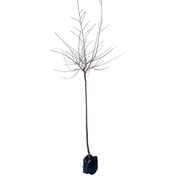 Prunus Awanui - 1.8M STD